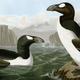 Great auks